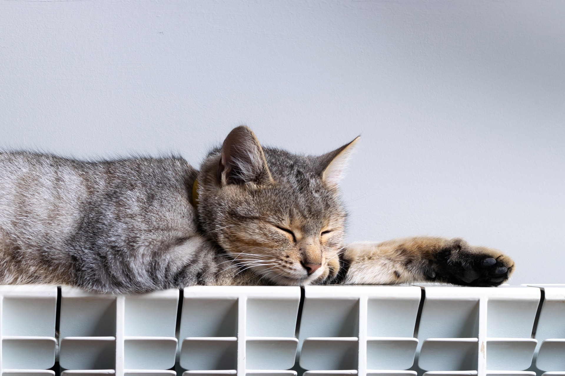 FELWY es la 1ª alarma pet-ready de verdad